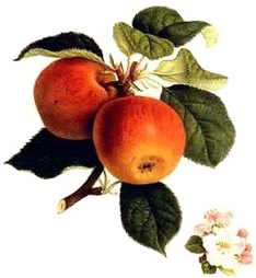Aepfel-Apfelblüte