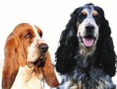 Urlaub mit Hund in der Normandie