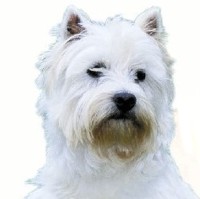 Anreise mit Hund