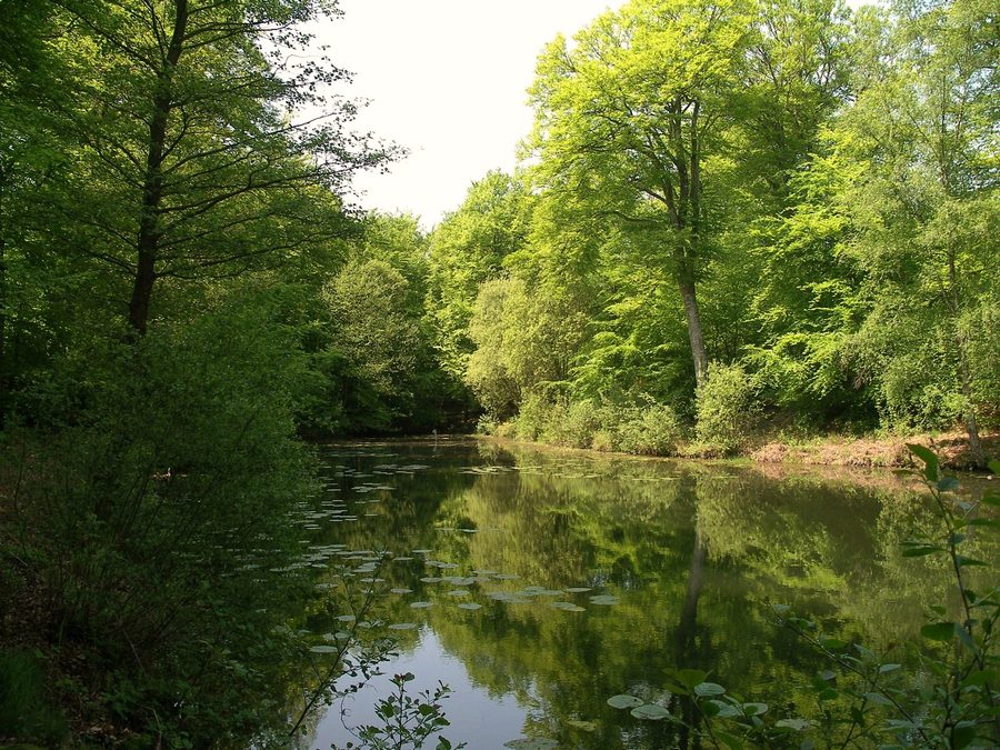 Étang du Titre dans la forêt de Cerisy à Montfiquet