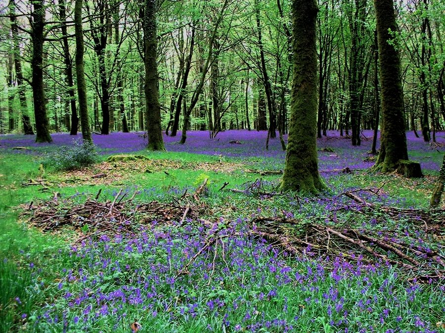 Landschaft der Forêt des Andaines im Département Orne