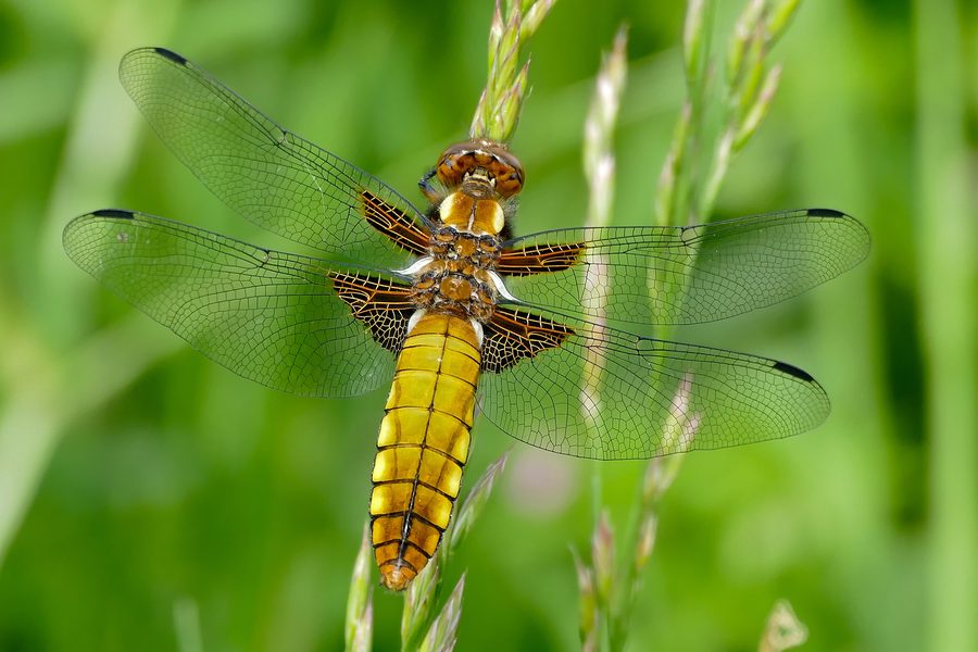 Weibchen der Plattbauchlibelle im Marais du Grand-Hazé bei Briouze