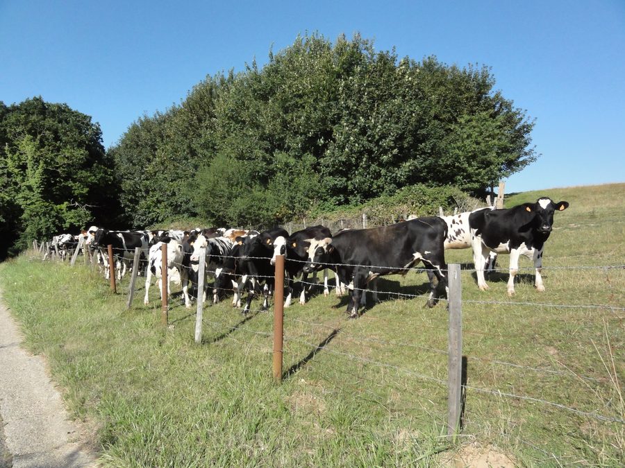 Rinderweide in der ländlichen Umgebung von Riville im Département Seine-Maritime