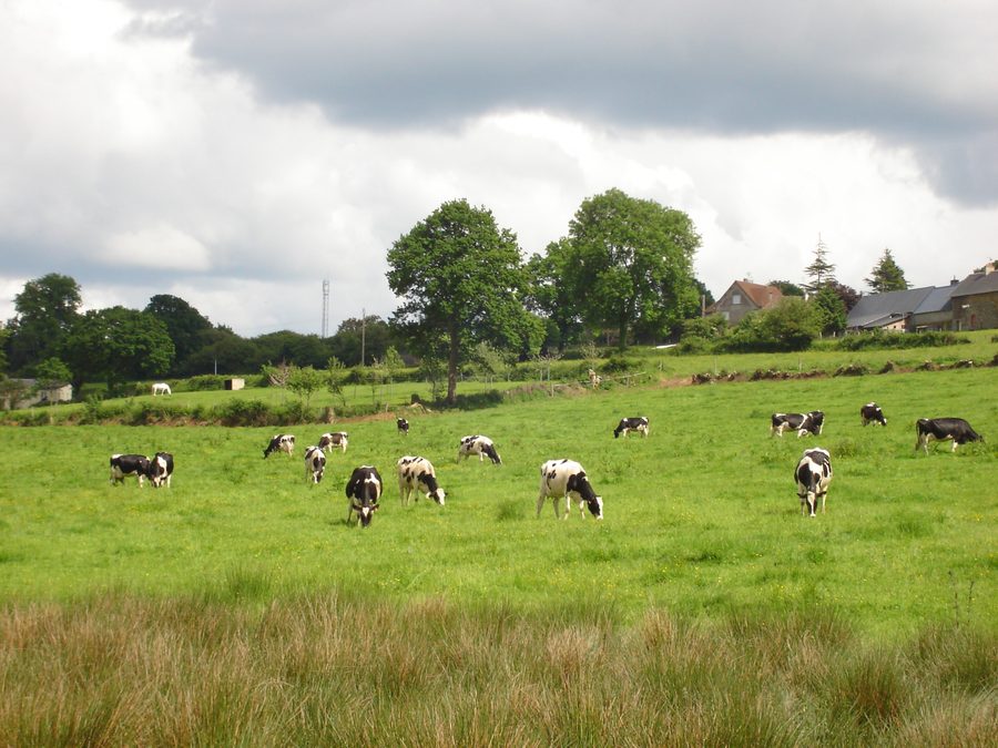 Feld mit Kühen in der Bocage-Landschaft von Montpinchon