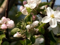 Apfelblüte in der Normandie