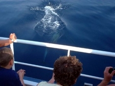 Dolphin-Watching