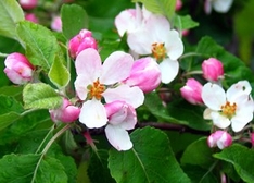 Frühling in der Normandie: Frühlingsfest Pont l’Eveque 2009