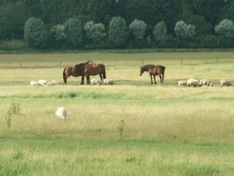 Landschaft und Umwelt der Normandie