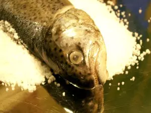Fisch im Salzmantel