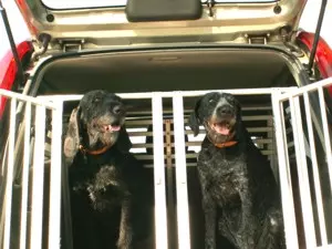 Reisen mit Hunden