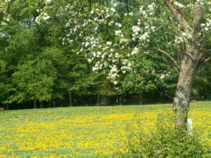 Typische Normandie-Landschaft mit Apfelbaum