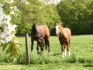 Normandie-Landschaft