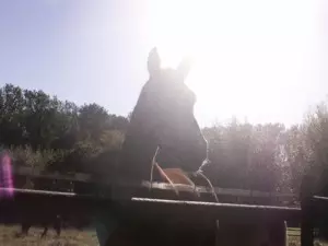 Pferde im Sonnenlicht