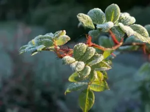 Winterlandschaft Normandie