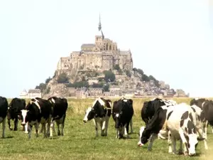 Kühe vor dem Mont Saint Michel