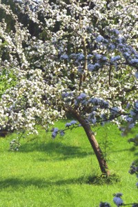 Blühende Apfelbäume im Pays d'Auge (Clavados-Normandie)