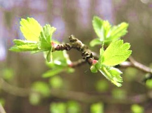 Frühling im Bessin (Normandie)