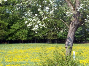 Normandie Frühling