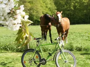 Normandie-Tour: Wiesen, Pferde, Apfelblüten